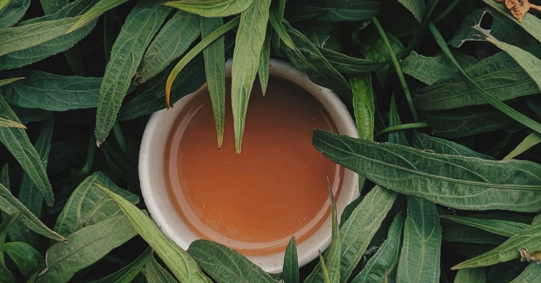 Tisane au milieu de feuilles de thé vertes